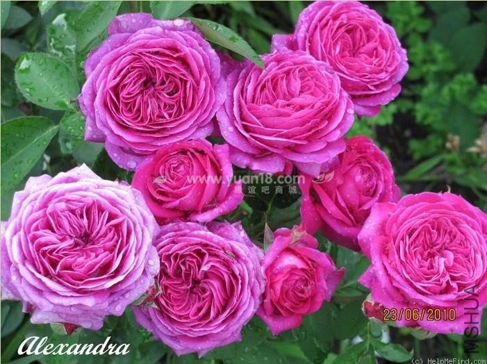 Heidi Klum Rose 12.jpg