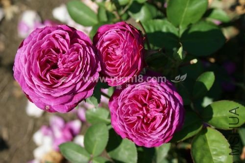 Heidi Klum Rose 3.jpg