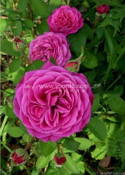 Heidi Klum Rose 1.jpg