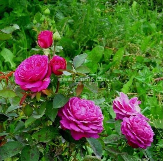 Heidi Klum Rose 16.jpg