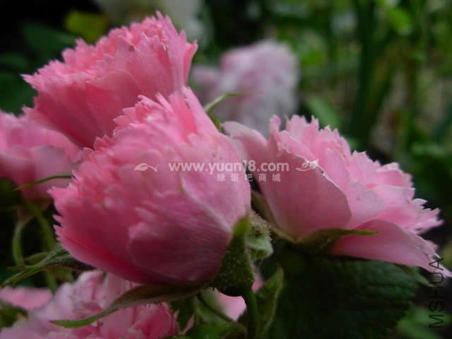 Pink Grootendorst 1.jpg