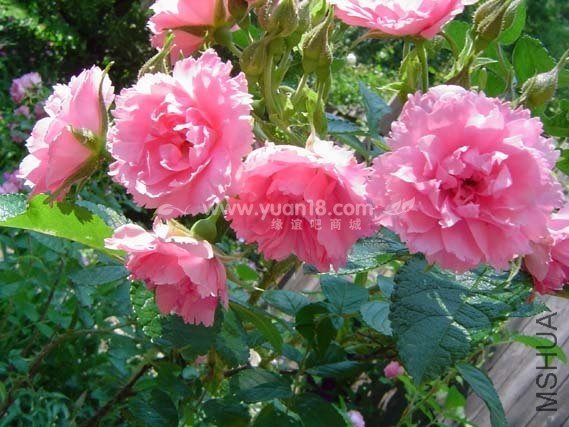 Pink Grootendorst 4.jpg