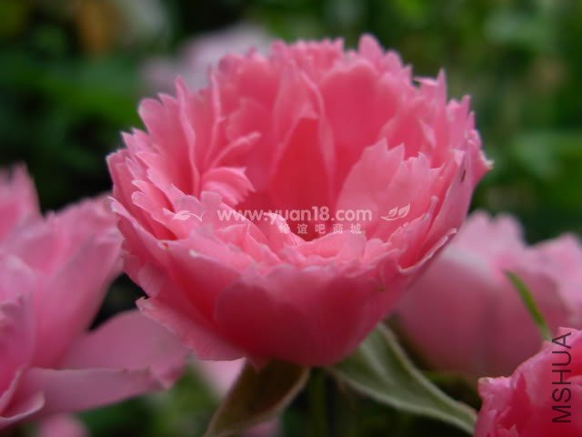 Pink Grootendorst 2.jpg