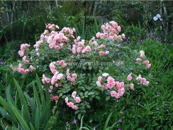 Pink Grootendorst 5.jpg