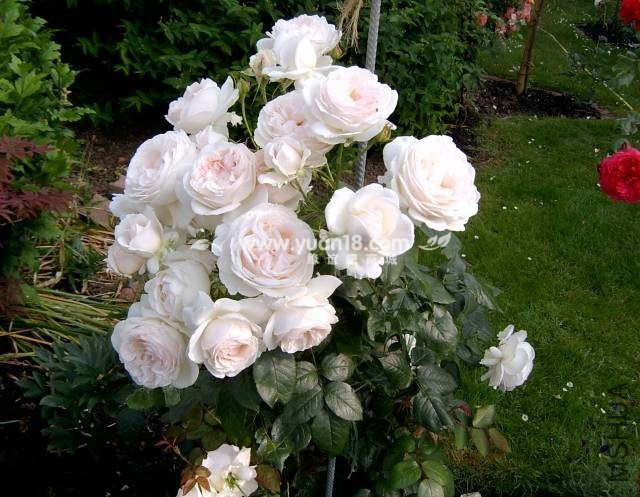 Sebastian KNEIPP 11.jpg