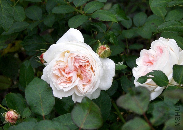 Sebastian KNEIPP 8.jpg