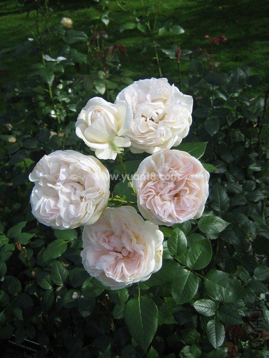 Sebastian KNEIPP 12.jpg