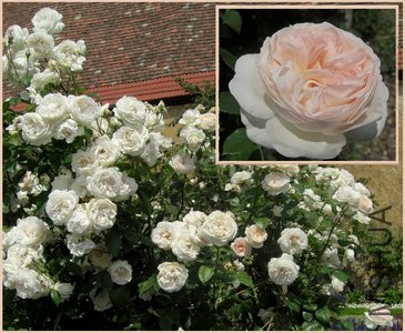 Sebastian KNEIPP 5.jpg