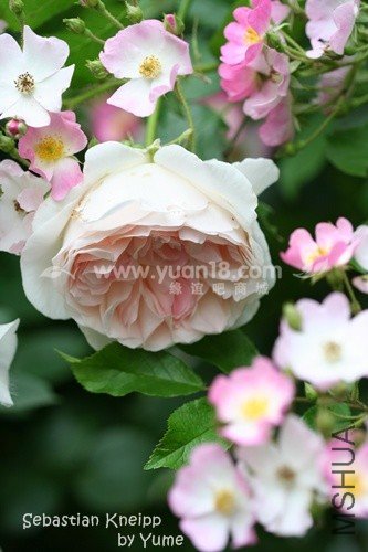 Sebastian KNEIPP 7.jpg