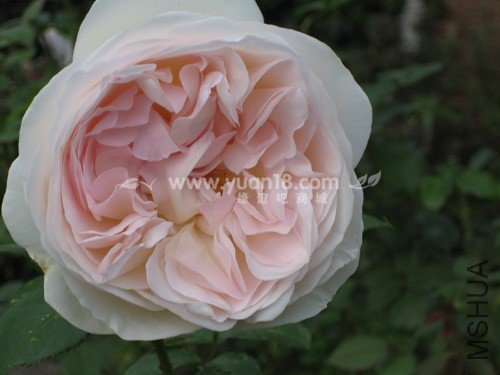 Sebastian KNEIPP 10.jpg