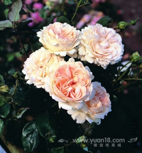 Sebastian KNEIPP 4.jpg