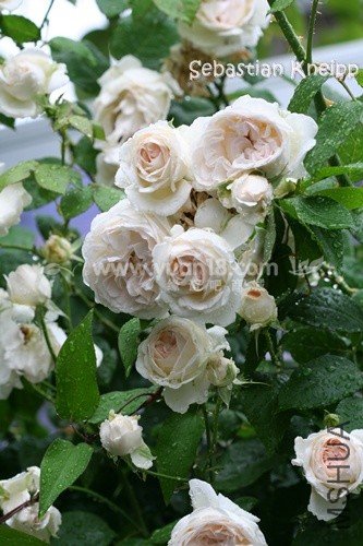 Sebastian KNEIPP 6.jpg