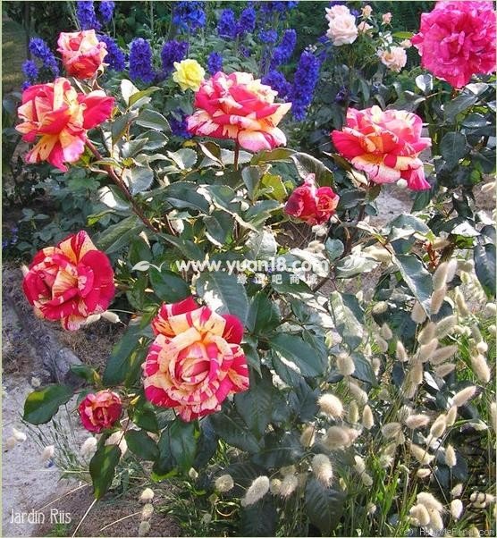 Broc��liande 5.jpg