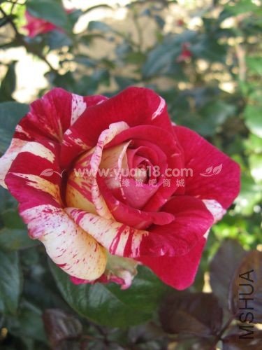 Broc��liande 1.jpg