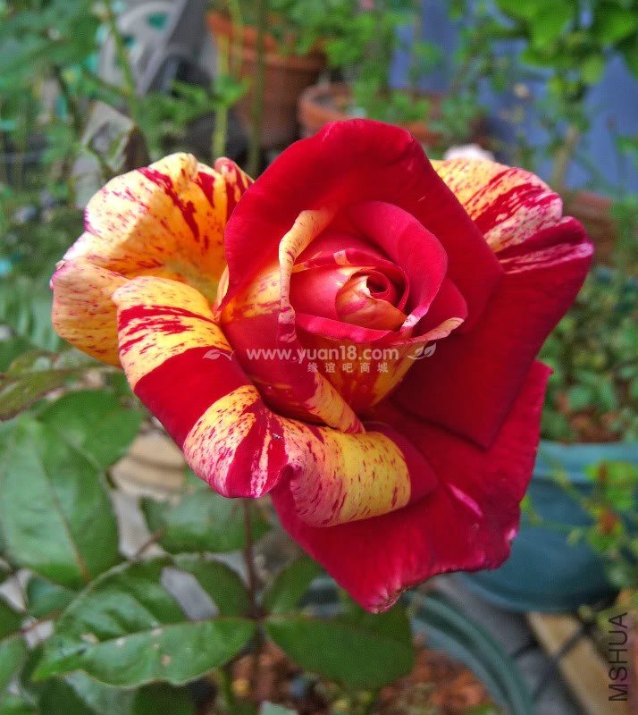 Broc��liande 2.jpg