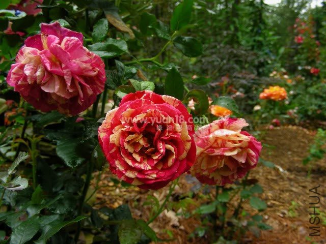 Broc��liande 3.jpg