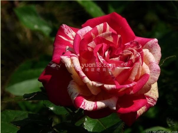 Broc��liande 4.jpg