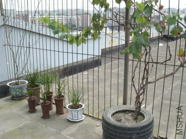 DSC06677.JPG