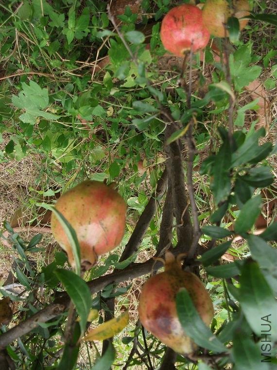 DSCF0089.JPG