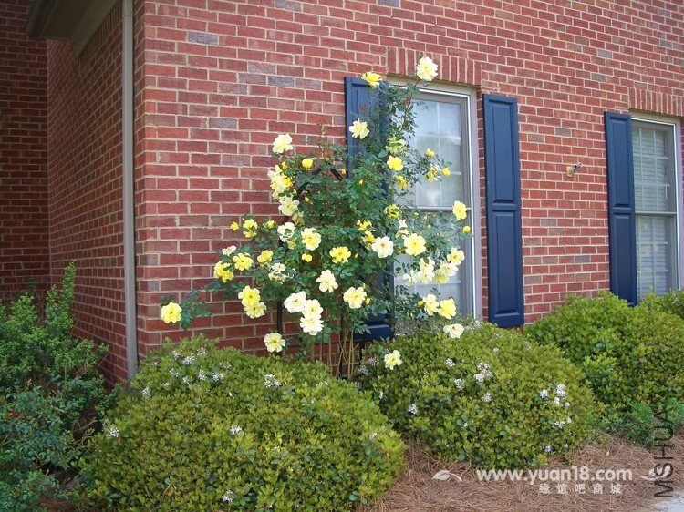 Golden Showers 1.jpg