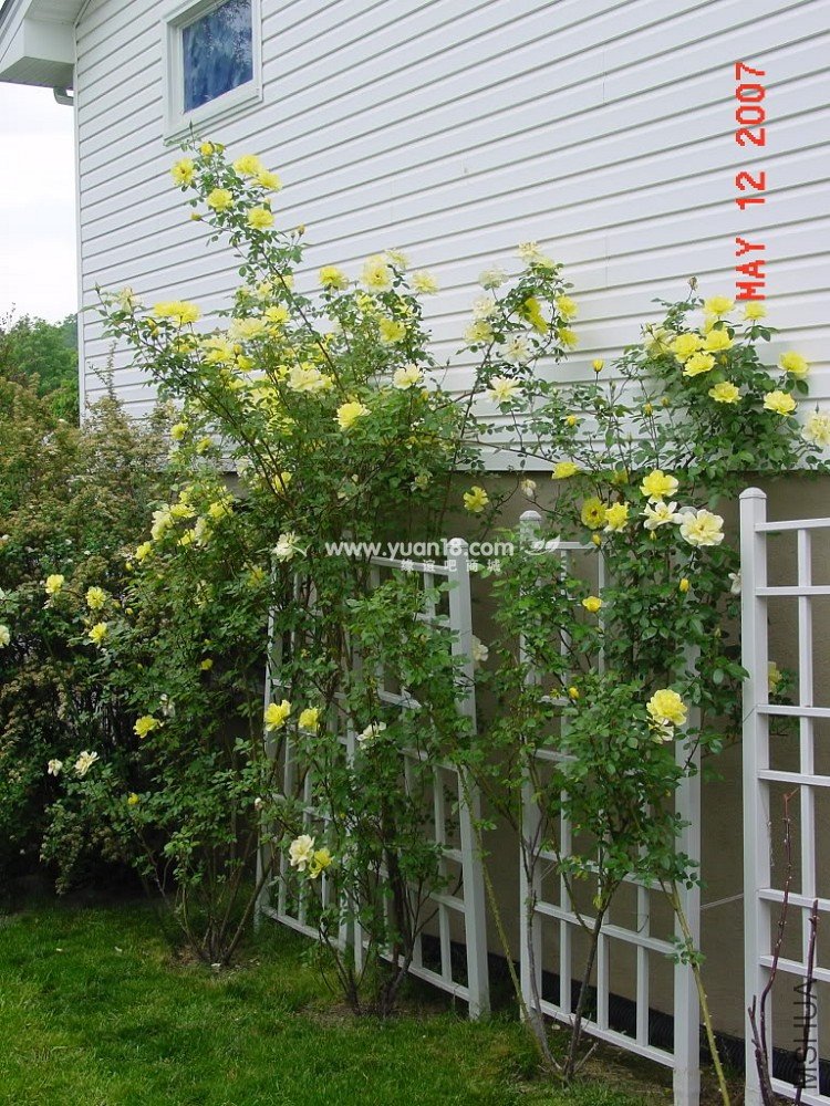 Golden Showers 11.jpg