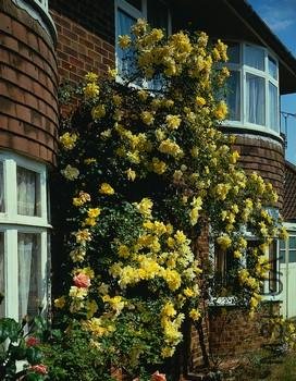 Golden Showers 4.jpg