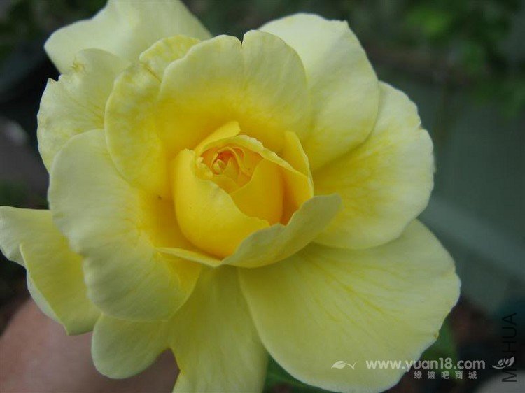 Golden Showers 3.jpg