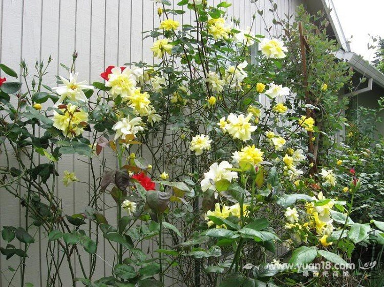 Golden Showers 10.jpg