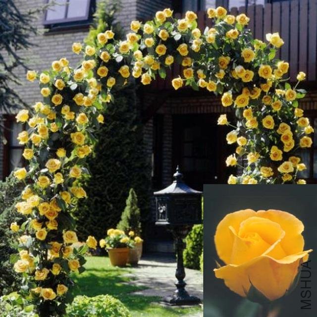 Golden Showers 16.jpg