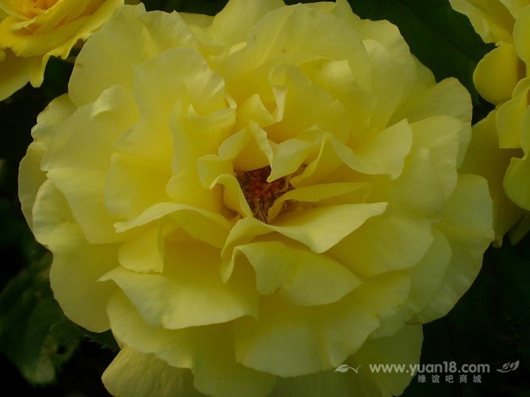 Golden Showers 8.jpg