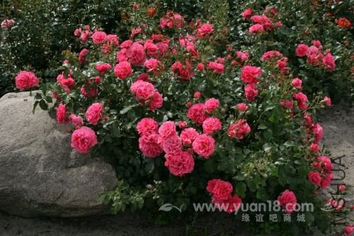 Rosarium Uetersen 12.jpg