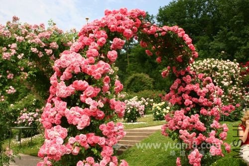 Rosarium Uetersen 13.jpg