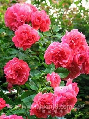 Rosarium Uetersen 15.jpg