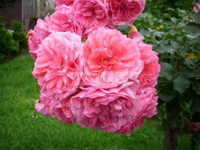 Rosarium Uetersen 5.jpg