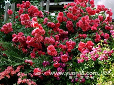 Rosarium Uetersen 17.jpg