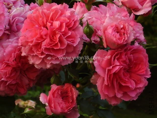 Rosarium Uetersen 3.jpg