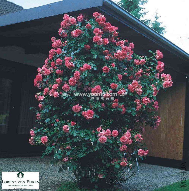 Rosarium Uetersen 16.jpg