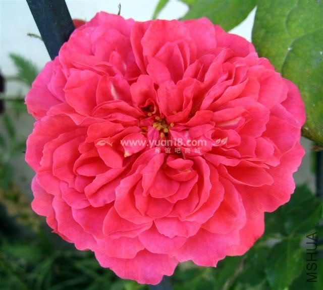 Rosarium Uetersen 11.jpg