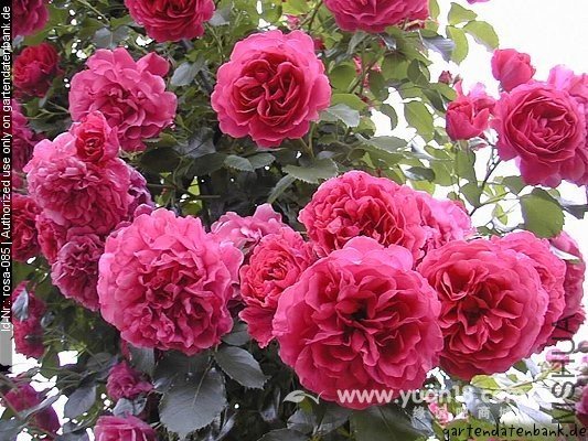 Rosarium Uetersen 20.jpg