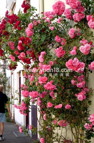 Rosarium Uetersen 21.jpg