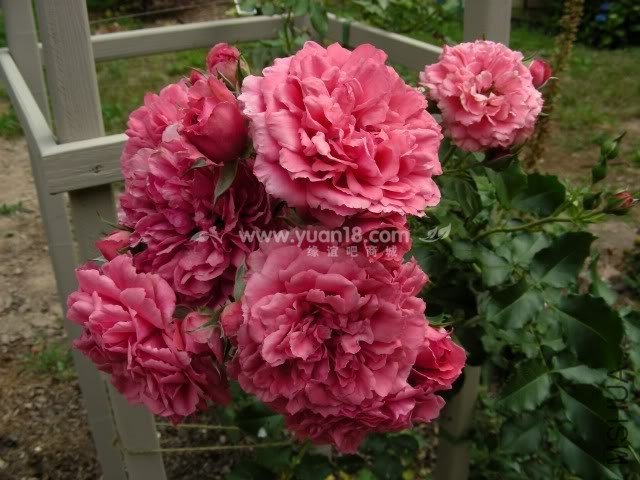 Rosarium Uetersen 8.jpg