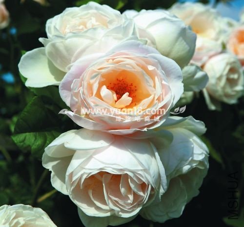 Uetersener Klosterrose 1.jpg