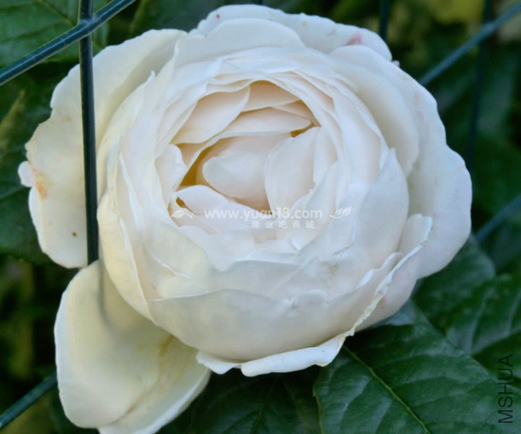 Uetersener Klosterrose 3.jpg