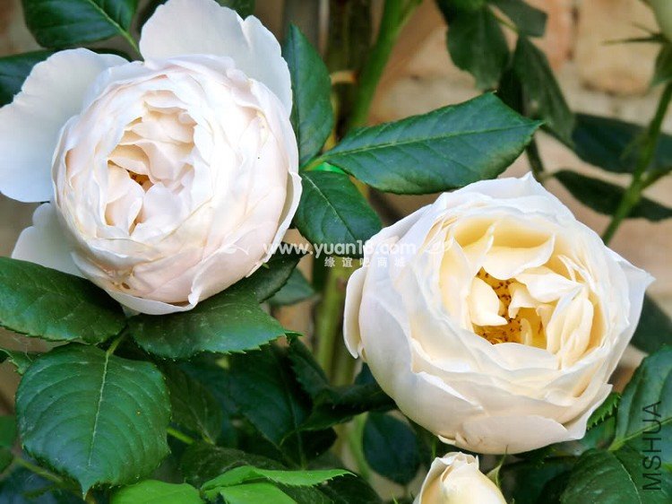 Uetersener Klosterrose 2.jpg