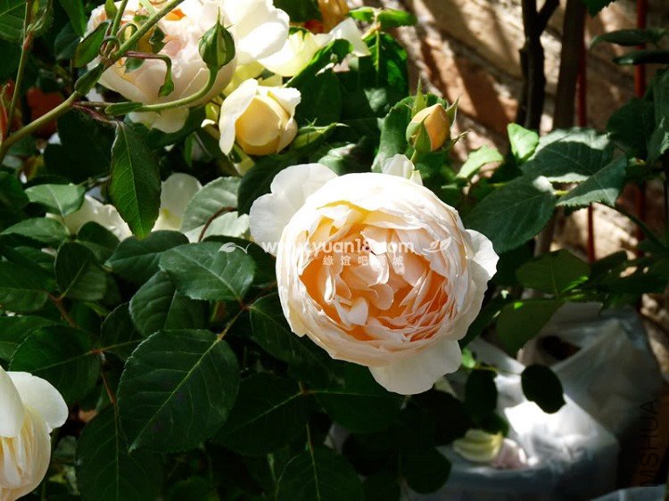 Uetersener Klosterrose 4.jpg