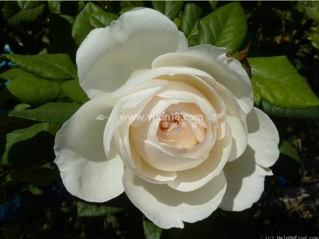 Uetersener Klosterrose 5.jpg