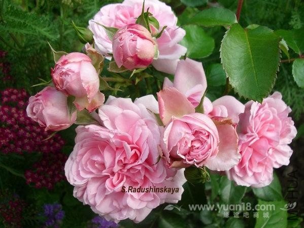 Home en Garden 1.jpg