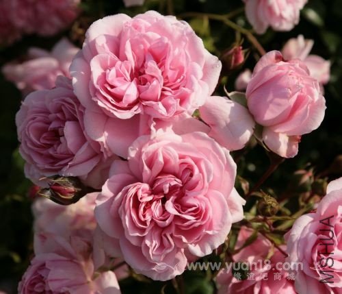 Home en Garden 2.jpg