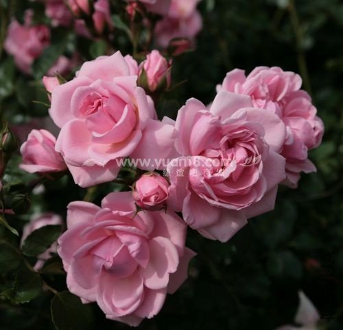 Home en Garden 4.jpg