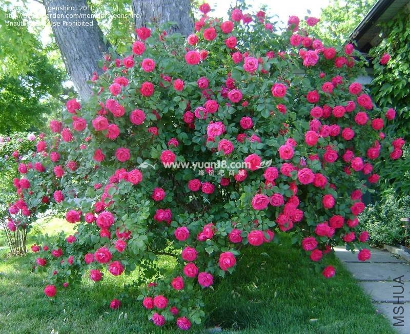 Alexander Mackenzie.jpg